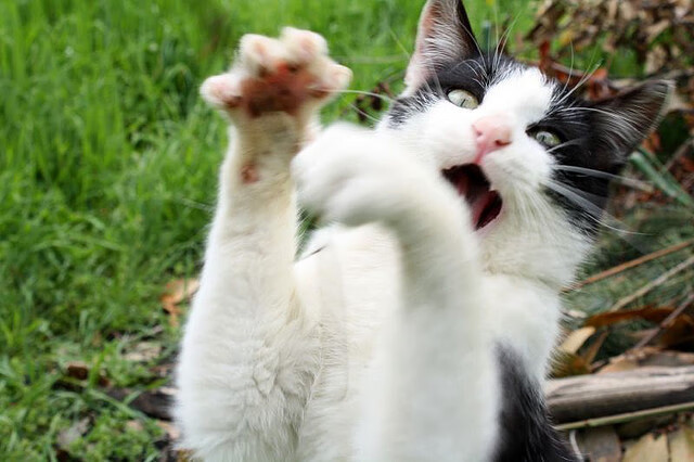 _珍贵比赛瞬间集锦：历史性胜利瞬间回顾_，珍贵无比的比赛录像