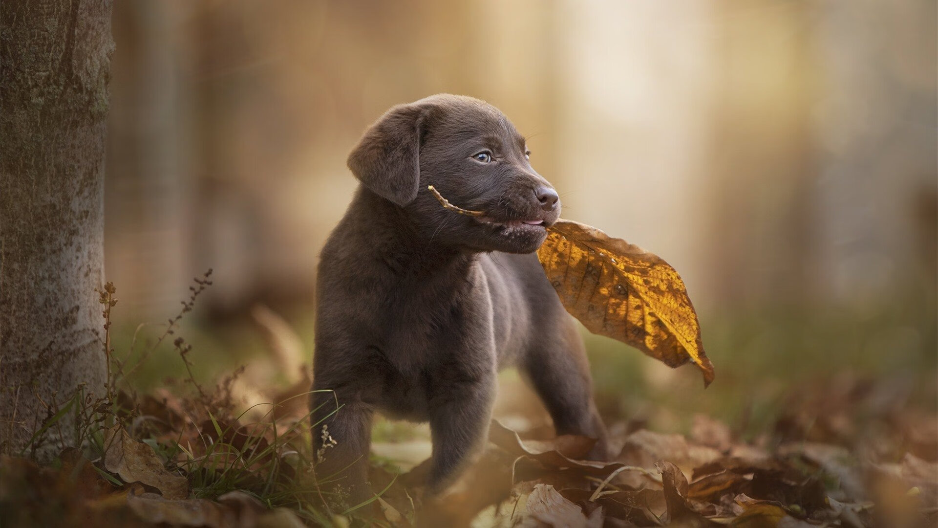 公牛在元宇宙举办球迷虚拟签售会，火爆异常，公牛体育