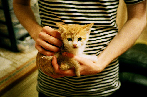 _篮网队攻势凌厉，赛季表现稳定_，篮网队篮球